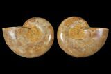 Cut & Polished Agatized Ammonite Fossil- Jurassic #131644-1